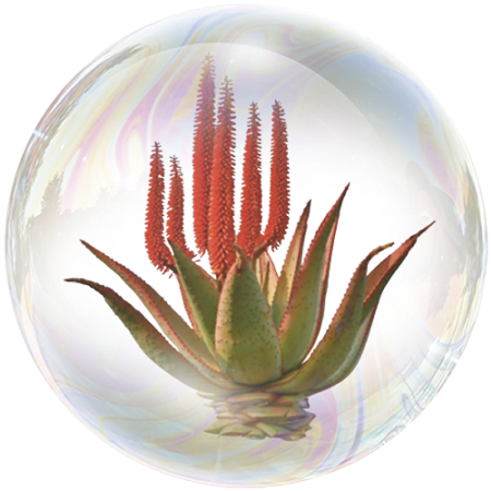 African White Aloe (Aloe africanais)