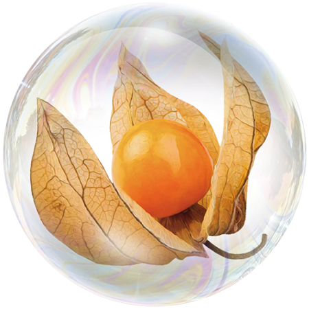 Husk Tomato fruit (Physalis philadelphica)