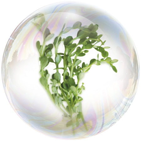 Water Hyssop (Bacopa Monnieri)