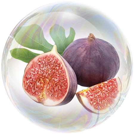 Fig (Ficus carica)