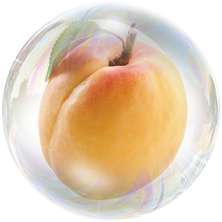 Apricot (Prunus armeniaca)