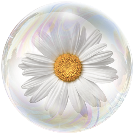 Chamomile Flower (Matricaria chamomilla)