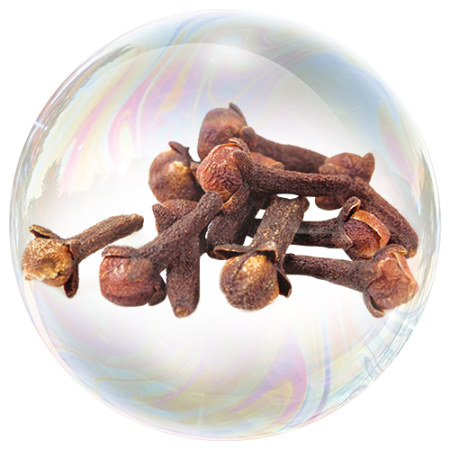 Clove seed (Syzygium aromaticum)