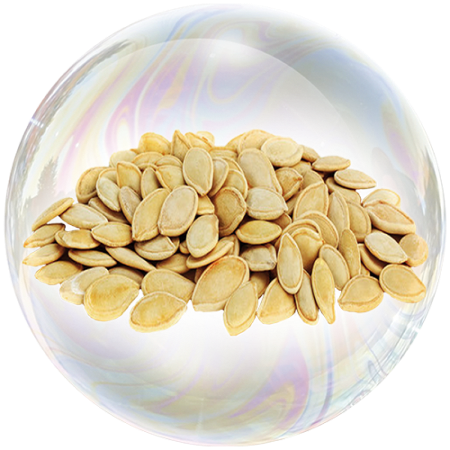 Pumpkin Seed (Cucurbita pepo) 