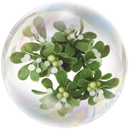 White mistletoe leaf (Viscum album)