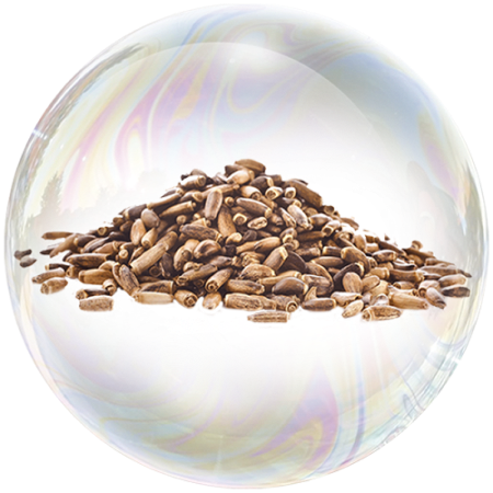 Milk Thistle seed (Silybum marianum)