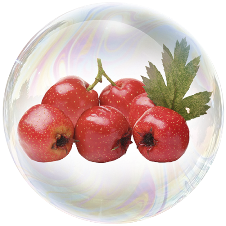 Hawthorn flower